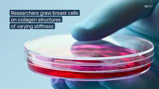 How stiffness translates to abnormal growth of breast tissue [upl. by Tiphane440]