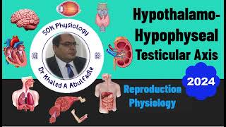 HypothalamoHypophyseal Testicular Axis Physiology 42024 by Dr Khaled A Abulfadle [upl. by Caine]