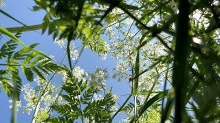 20200507  Umbellifers [upl. by Georgeanna168]