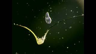 Protists and a bdelloid  rotifer  Raw vid I [upl. by Ri]