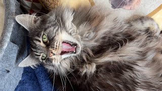 🔊 Maine Coon Cat Sounds Female 🖤 vs Male 🧡 MrrEOWs Trills Talks Happy Sassy Hello Meows [upl. by Acsehcnarf]