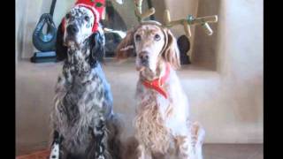 English Setters  living the good life [upl. by Irrej]