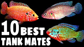 10 Most Suitable Tank Mates For Jewel Cichlid [upl. by Ellohcin]