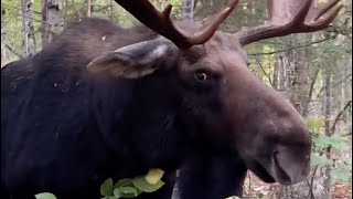 Watch mans close encounter with bull moose in Maine before it charges at him [upl. by Ainosal844]