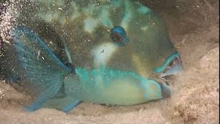 PARROTFISH These fish have a unique sleeping bag  Oceana [upl. by Aerdnu]