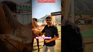 Pushkar Fair 2024  Ashw Na Sokhin  pushkar horseshow youtube shorts 2024 [upl. by Felske591]