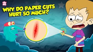 Why Do Paper Cuts Hurt So Much  How Does Your Brain Respond to Pain  The Dr Binocs Show [upl. by Garik]