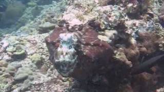 Octopus Camouflage  Merging Into Rock  Koh Lanta [upl. by Asiuol]