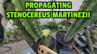 Propagating Stenocereus martinezii [upl. by Abbye]