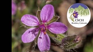 Erodium Spring Flower 2018 [upl. by Haerb103]