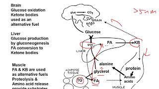 Interrelationship of metabolic pathways A general concept [upl. by Nebuer]