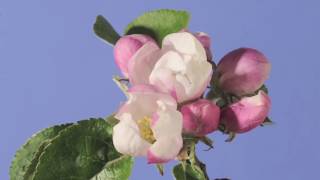 Apple blossom time lapse Warners King [upl. by Ricca]