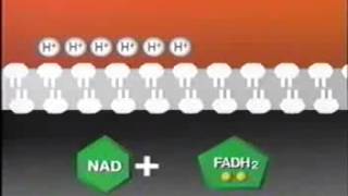 Metabolismo V La fosforilación oxidativa flv [upl. by Adnoval]