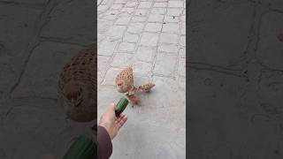 Titer feed birds animals iranitetar iraniansubscribe and get Rs 100 Contact num in description [upl. by Ralyt742]