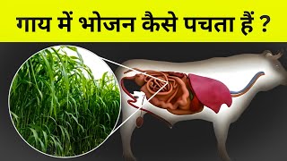 गाय भोजन कैसे पचाती हैं  Digestive system of Cow [upl. by Barker128]