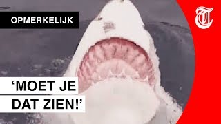 Bijzondere beelden van witte haai Is dit normaal [upl. by Regni243]