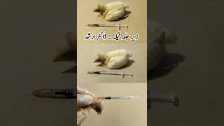 Subcutaneous Injection Administration in Poultry Birds  Dr ARSHAD [upl. by Anuahsal]