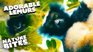 Rare Lemurs of Madagascar An Exclusive Look into their Wild Habitat  Nature Bits [upl. by Cobbie]