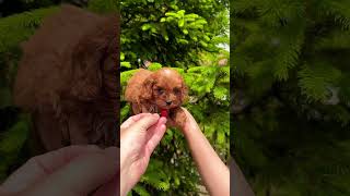 Cavapoo puppy something from Summer 🥰🔥🇪🇺🥰 [upl. by Mahoney]