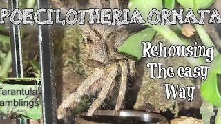 Poecilotheria Ornata Rehoused the easy way [upl. by Oakie]