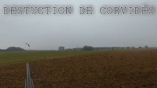 destruction de corvidés 2021 [upl. by Korry]