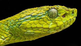 Herping the Cloud Forests of Honduras in Search of Rare Green Vipers [upl. by Howlan216]