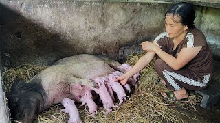 A new herd of piglets was born  Daily farm life  Trần Thị Tuyết [upl. by Cuthbertson181]