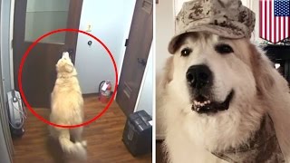 Dog escapes kennel Smart Great Pyrenees dog gets out of cage and opens hospital doors  TomoNews [upl. by Branca147]