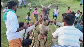 Jallikattu 2024  ஜல்லிகக்ட்டு2024ல் பயிற்சி எடுக்கும் காளைகள் மற்றும் Videos [upl. by Nadabus942]