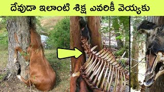 Top 10 animals that Nature has treated unfairly  Shark  BMC facts  Facts in Telugu [upl. by Valer]