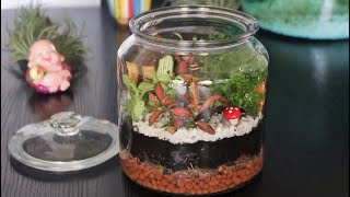 Fittonia in a Jar  DIY Terrarium  Indoor garden [upl. by Maitilde]