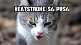 Heat Stroke in Cats  Symptoms First Aid amp Prevention [upl. by Ainat605]