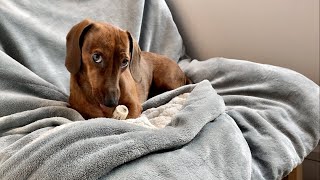 Mini dachshund and his bone [upl. by Nitreb558]