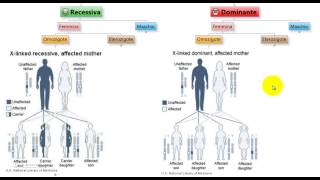 Test Medicina  Malattie XLinked Recessive e Dominanti in omozigosi [upl. by Nets]