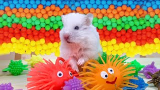 The Best Hamster Challenges 12  Hamster Escapes from the Most Amazing Mazes 🐹 Mr Hamster [upl. by Naeroled]