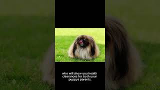 Secrets of the Adorable and Regal Pekingese Breed Unveiled part 2 pekingese dogs [upl. by Neivad]