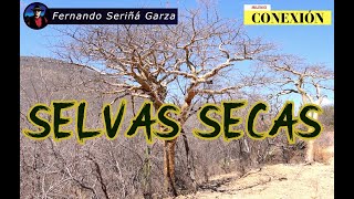 SELVAS SECAS [upl. by Nialb]