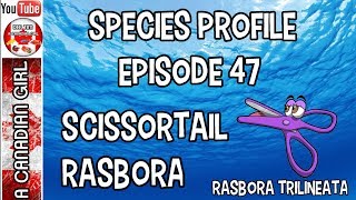 SCISSORTAIL RASBORA SPECIES PROFILE HOW TO CARE FOR TROPICAL FISH EP47 [upl. by Voltz]