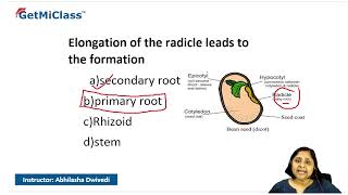 Elongation of radicle [upl. by Ayor374]