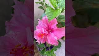 Hibiscus syriacus（朱槿抚桑花）flowers nature relaxingmusic gardening beautiful love [upl. by Kalina]