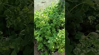 Ajwain plant in our garden [upl. by Wallache]