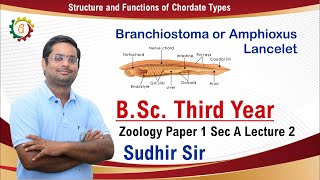 BranchiostomaAmphioxus  BSc Third Year Zoology 1 Structure amp Functions of Chordate Types [upl. by Eahsan]