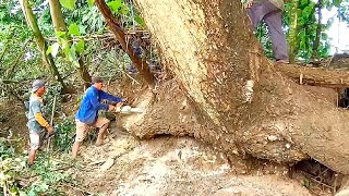 Big unexpected danger‼️cut down the biggest trembesi tree near the river [upl. by Alyson]