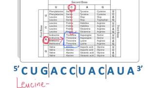 Using a Codon Chart [upl. by Conger582]