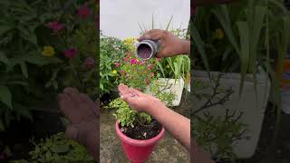 Flora Diet Granules l IFFCO Urban Gardens [upl. by Carmena]