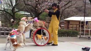 わんわん大サーカス⑥ in 御殿場時之栖 Dog Circus [upl. by Ssecnirp]