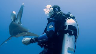 Face to face with the Longimanus shark at Elphinstone Reef Egypt 3rd perspective [upl. by Uriel]