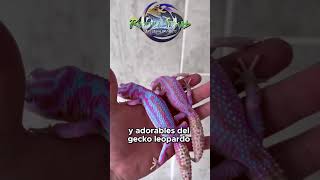 ¡Descubre los secretos del gecko leopardo wildlife reptiles vidasalvaje pets gecko [upl. by Leroy]