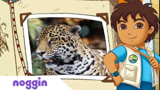 Lets Learn About A Jaguar w Diego  Noggin [upl. by Adnala]