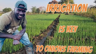 Why irrigation is key to successful onions farming Esd 22 [upl. by Crista]